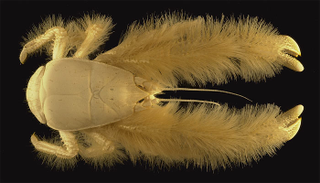 Illustration for article titled These Sea Creatures Are Clearly From Outer Space